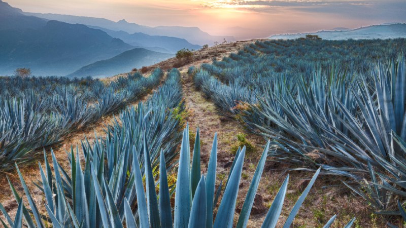 Where history took rootField of blue agave near Tequila, Jalisco, Mexico (© Brian Overcast/Alamy)