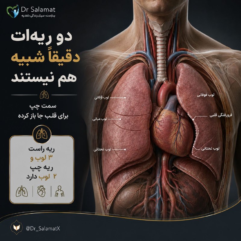 🍎 رسانه دکتر سلامت 🍏: 🤝 ریه راست و چپ کاملاً شبیه هم نیستند🔺 بدن انسان همیشه متقارن نیست. ریه راست سه لوب دارد، اما ریه چپ دو لوب دارد و بخشی 