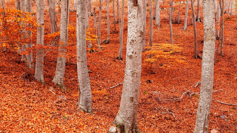Orange you glad it's fall?Peña Roya beech forest, Moncayo Natural Park, Zaragoza, Aragon, Spain (© David Santiago Garcia/DEEPOL by plainpicture)
