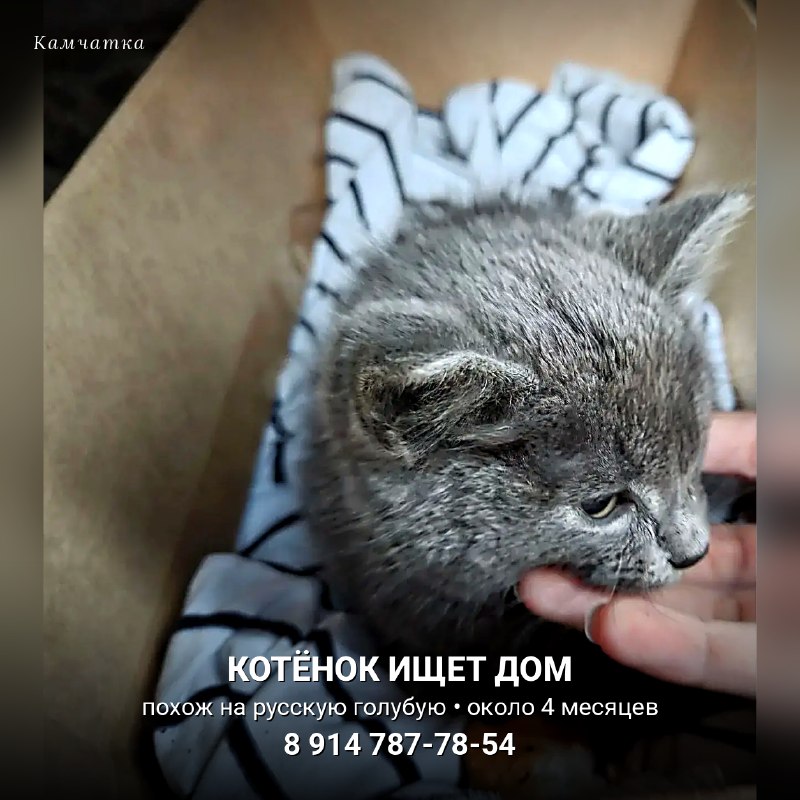Дымчато-серому котёнку ищут дом 🐾

Малыша подкинули....