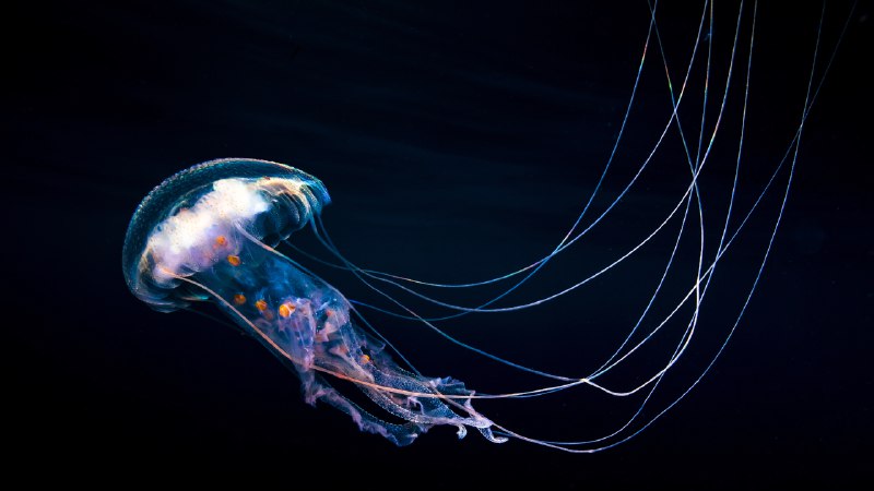 Just jellin'Jellyfish swimming in the Pacific, Guerrero, Mexico (© Christian Vizl/TANDEM Stills + Motion)