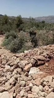 מתנחלים עקרו ושברו עצי זית באדמות ביתא מדרום לשכם