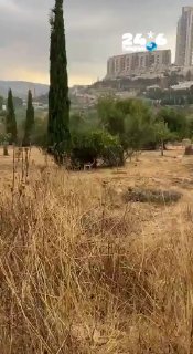 🇮🇱 הצבי הזה מתחבא מהגשם בירושלים. שלמה מזג אוויר.