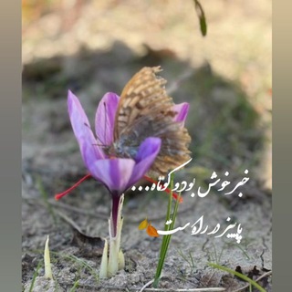 فروشگاه اینترنتی زعفران گناباد*مهدیه کیفری