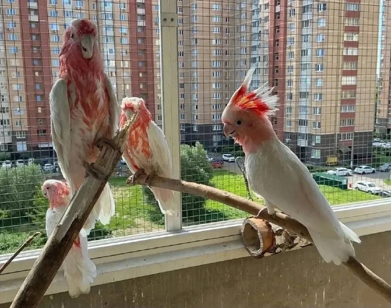 Image from a post by Молния. Москва