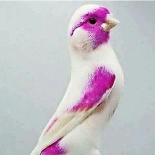 CHIRCHIQ QUSH BOZOR🦜🦜🦜