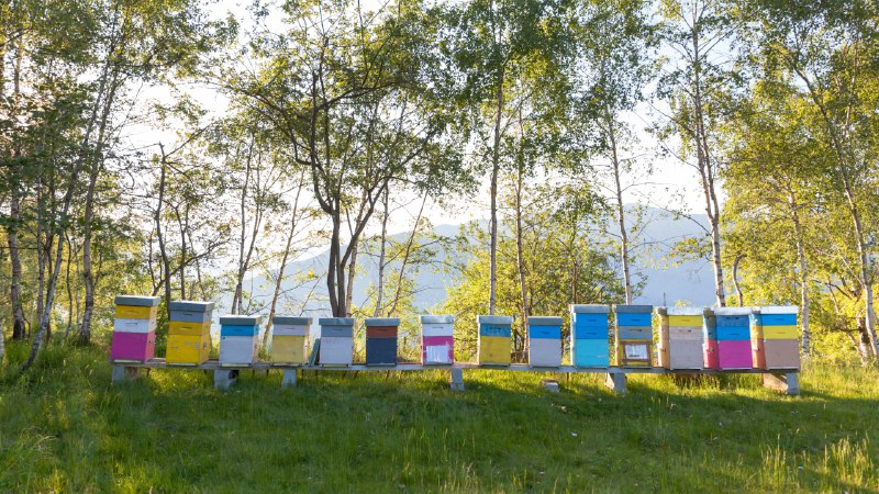 Bee the changeColorful beehives in Italy (© Roberto Caucino/Shutterstock)