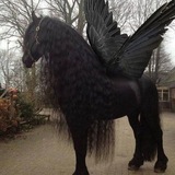 lm (tr)