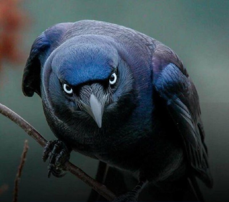 Crows (especially American crows) are highly intelligent and have remarkable abilities to recognize individual human faces, remember negative experiences with specific people for years (up to 17 in some studies), and socially transmit that information to their offspring and other crows, even those who never directly experienced the original incident. Researchers wore distinct masks while trapping and banding a small number of crows (a stressful but non-harmful experience for the birds). The crows quickly learned to associate that specific "dangerous" face with threat and responded by scolding, mobbing, and dive-bombing anyone wearing it.Offspring and other crows picked this up through observation: young birds (fledglings born later) would join in or react independently after seeing their parents' alarm calls and behavior. This "knowledge" spread through the local crow population via social learning, turning a personal grudge into a community warning. [Cornell, H. N., Marzluff, J. M., & Pecoraro, S. (2012).Social learning spreads knowledge about dangerous humans among American crows.Proceedings of the Royal Society B: Biological Sciences, 279(1728), 499–508.DOI: 10.1098/rspb.2011.0957]Science and facts💡