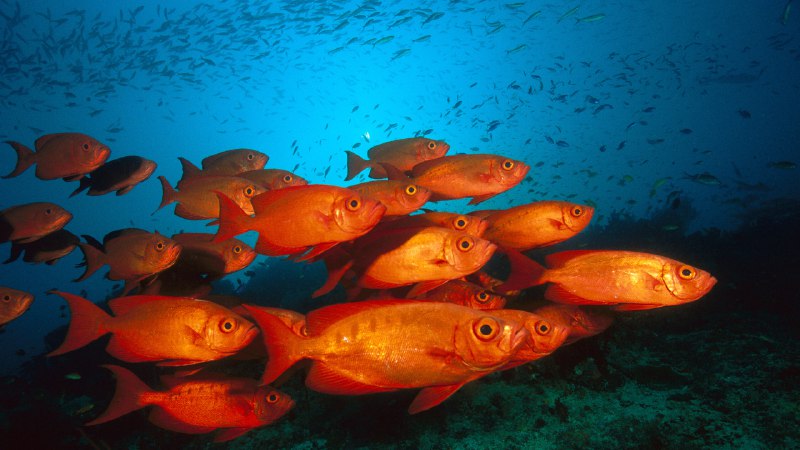 Sharp vision in the depthsCrescent-tail bigeye fish in the Great Barrier Reef, Australia (© Fred Bavendam/Minden Pictures)