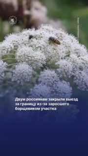 Двум россиянам запретили выезд за границу из-за заросшего борщевиком участка. Владельцы должны были очистить землю, но проигнорировали предписание — и вмешались судебные приставы.➡️ Рассказываем, почему борщевик настолько опасен и почему избавиться от него