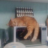 Коты прямой эфир 24/7