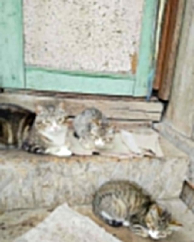 Отдаются котята в ответственные руки, красивые и...