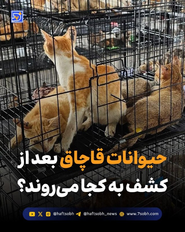 آسوندار (لیلا مرگن، خبرنگار): گزارش #محیط_زیست روزنامه هفت‌صبح🔴حیوانات قاچاق بعد از کشف به کجا می‌روند؟#حیوانات_قاچاق پس از کشف چگونه سر از باغ‌وحش‌ها