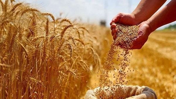 اخبار همدان: اینجا گندم پُربازده پشت درِ مزرعه می‌ماند🔹️هر کیسه بذر گواهی‌ شده حاصل سال‌ها تحقیق و آزمایش است اما وقتی حلقه‌های تولید