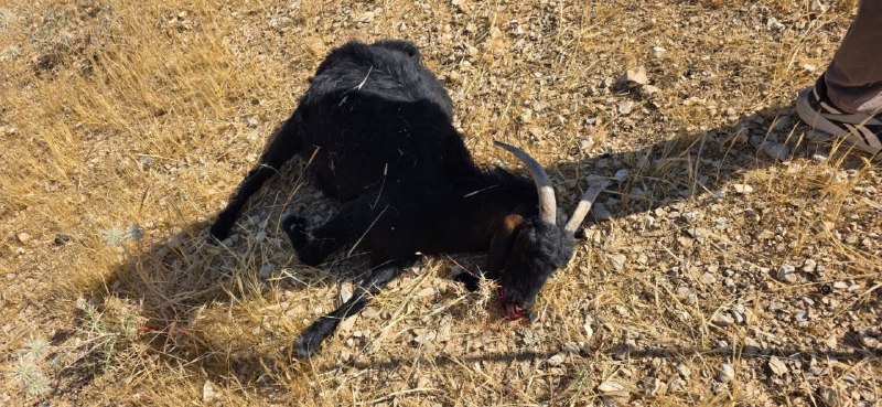 דחוף: כיום ממשיכות כנופיות מתנחלים לרדוף אחרי רועי צאן בכפר אל-רשאידה, דרומית מזרחית לבית לחם, שם דרסו מספר…