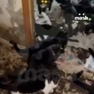 Сотня кошек остались в двух квартирах одинокой красноярской кошатницы. В однушках жили по 80 и 20 хвостатых. Это пост с запахом и криками.Не повезло соседям по улицам Кутузова и Павлова — они годами жили рядом и жаловались на запах, бесконечные визги, мяук