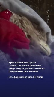 💔 Краснокнижный орлан по кличке Князь Вяземский умер после 50 дней ожидания документов на изъятие для леченияРаненую птицу нашли в Вяземском округе Смоленской области в середине июня и передали в центр помощи животным «Аист Яша». Орлана планировали отправи