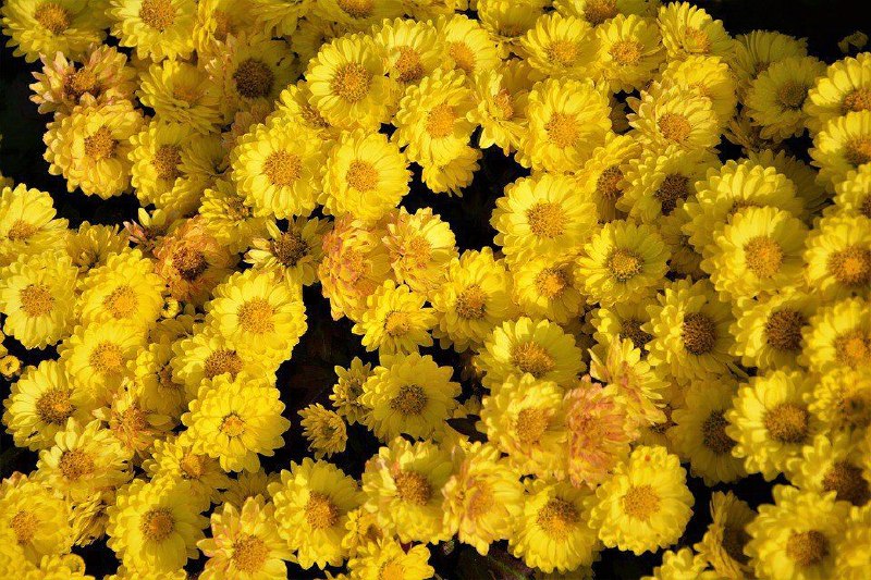 🌼 مهـــ❤️ـــربانی ها 🌼: به اندازه تک تک گلبرگ های دنیا،🌻شادمانی برایتان آرزومیکنممیدانم که این شادمانیقرین ِ سلامتی ستپس میگویم حالِ خوبنصیبِ دل