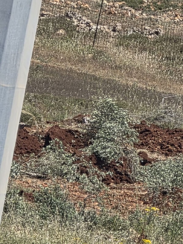מתנחלים עקרו כ-500 עצי זית בשטחי הכפר קצרה מדרום לשכם