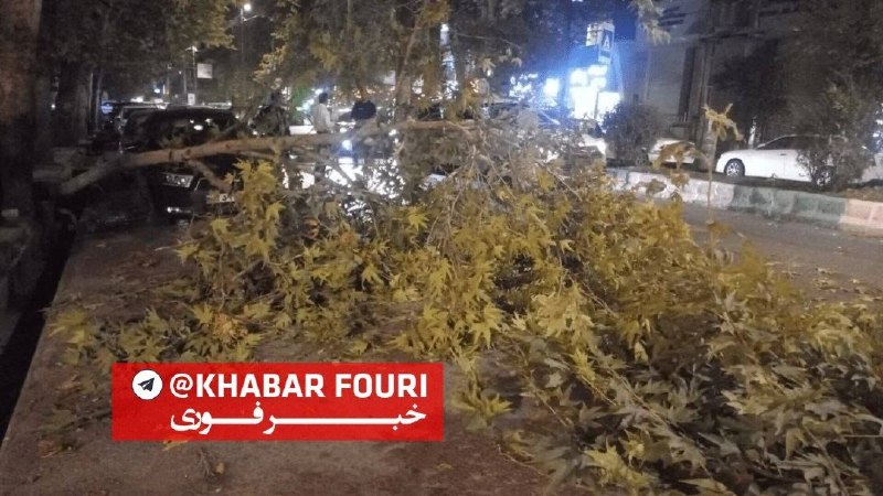 خبرفوری: 🔺️ترافیک سنگین براثر سقوط درخت در مرکز مازندران🔹️ سقوط یک اصله درخت در بلوار امیرمازندرانی شهر ساری موجب ایجاد ترافیک سن