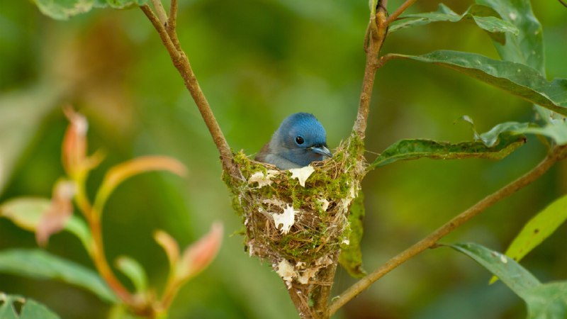 A cozy cradleFemale black-naped monarch nesting (© komkrit tonusin/Alamy)