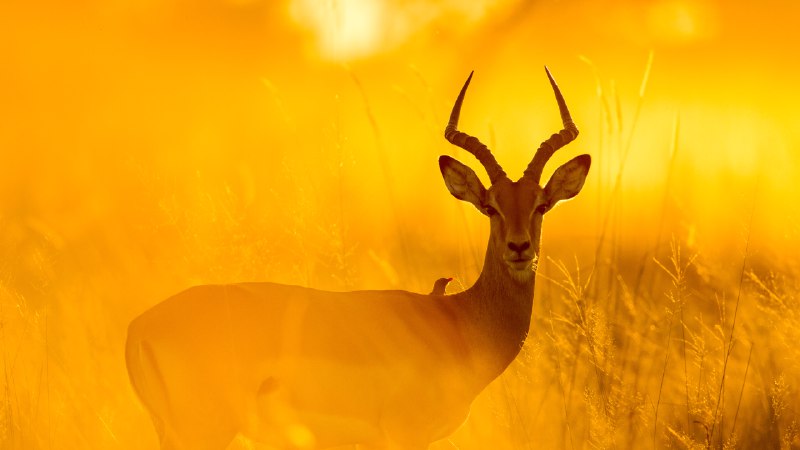 Pause and poseImpala with red-billed oxpecker in Moremi Game Reserve, Botswana (© Paul Souders/Getty Images)