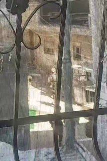 الاحتلال يداهم مخيم قلنديا واعتقالات خلال الاقتحام المستمر