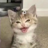 Gek²on