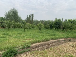 Uchastka sotiladi quruq yeri uzi bog kol dalalar bor