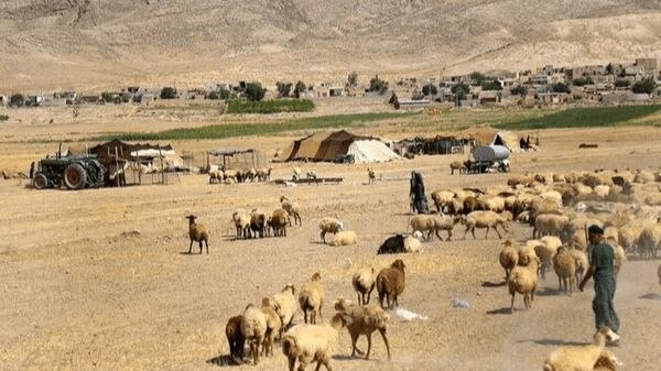 آخرین خبر آذربایجان ‌شرقی: اهدای بیش از ۱۰۰ رأس گوسفند توسط عشایر مراغه در قالب زکات🔹رئیس کمیته امداد امام خمینی(ره) مراغه: عشایر کوچ‌رو این شهرستا