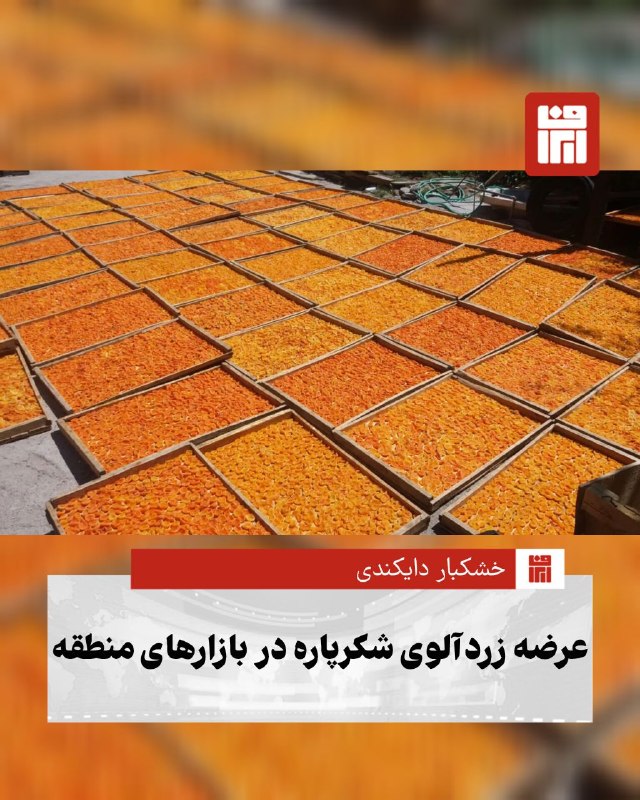 افغانستان و هرات: 🔴همزمان با فصل برداشت زردآلو در دایکندی، باغداران سرگرم پهن کردن زردآلوهای شکرپاره هستند تا به شکل برگه زردآلو که در افغ