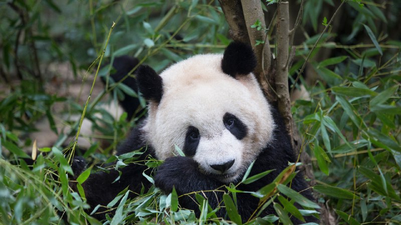 Somewhat bamboo-zledGiant panda eating bamboo, Chengdu, China (© Suzi Eszterhas/Minden Pictures)