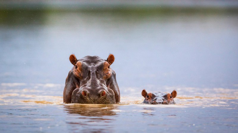 河马日快乐！河马妈妈和小河马，南卢安瓜国家公园，赞比亚 (© Nature Picture Library/Alamy Stock Photo)