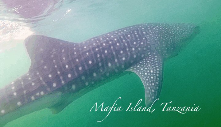 坐私人飛機到非洲小島 - 與鯨鯊暢泳、深入無毒水母湖