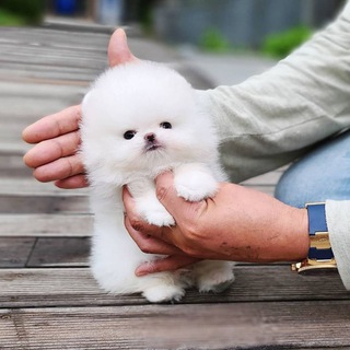 Buy 🐶🐻🐶puppies USA#Pennsylvania#Texas#Washington#Virgini#Georgia# Telegram Group Link