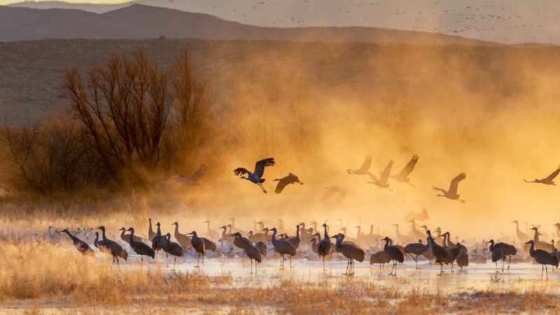 Dawn of the cranesSandhill cranes at sunrise, Bosque del Apache National Wildlife Refuge, New Mexico (© Jack Dykinga/Minden Pictures)