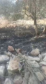 מתנחלים שורפים עצי זית בכפר יאסיד מצפון לשכם.