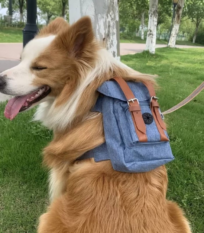 Новый собачий рюкзак и Ошейник — фото 1