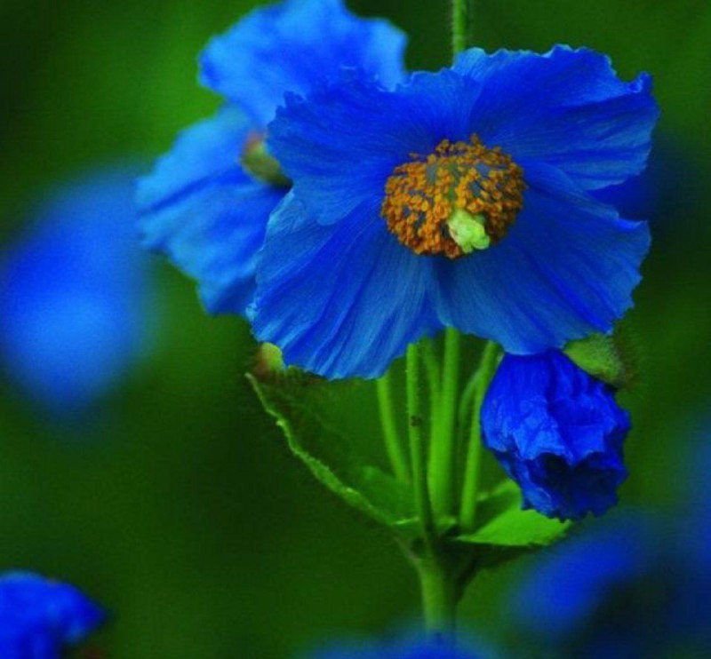 ꧁ღ⊱ꕥدل غافل توبه کنꕥღ꧂: ⛲️#نصیحت_به_همسر💎🤍اطاعت زن از شوهر امری کاملاً مشروع است و اول اطاعت از خداوند است، سپس اطاعت از شوهر مخلوق خود و جلب رض