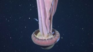 Ученые засняли у берегов Аргентины редкую глубоководную медузу Stygiomedusa gigantea, диаметр колокола которой может достигать метра, а длина щупалец — десяти метров, сообщает Океанографический институт Шмидта.Как пишет The New York Times со ссылкой на био