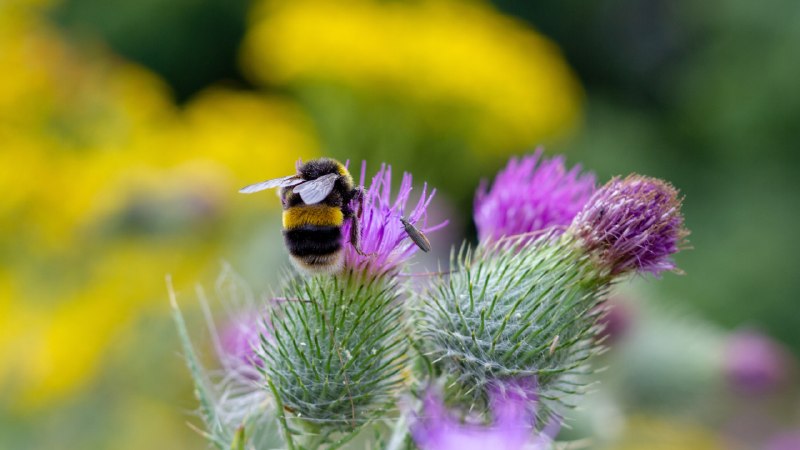 Where the buzz beginsBumble bee pollinating, Worcester, England (© SimonEastwood87/Shutterstock)