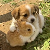 🐶 pet help confession