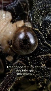 This Insect Communicates Through Trees- Treehoppers turn entire trees into communication networks, sending hidden messages through vibrations that travel across stems and branches.Using their legs as tiny sensors, these insects can detect complex vibration patterns to find mates, avoid danger, and stay connected with their young.By communicating through the plant instead of the air, treehoppers create a secret language that remains invisible to many predators.Science and facts💡