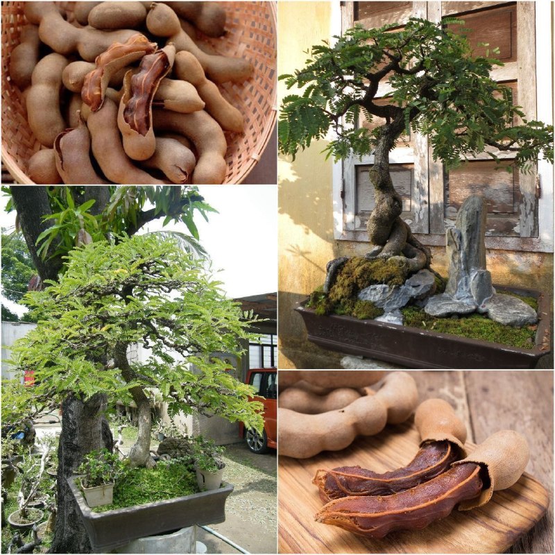 🌱 Forosh.nahal 🌱: #گلدانی_و_باغی🌱 نهال #تمر_ویتنامی (وارداتی).🌱 گیاه 4 ، 3ساله (باردهی سال بعد).🌱 در 3 نوع تمر شیرین، ترش و ملس.🌱 با قابلی