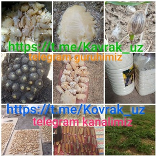 KAVRAK, KOVRAK, КАВРАК, КОВРАК! O‘zbekiston! Донак, шира, холва, силт... ФЕРУЛА, HING ASAFOETIDA