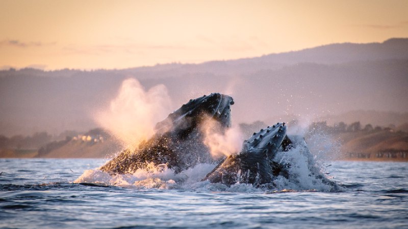 Songs beneath the wavesHumpback whales in Monterey Bay, California (© Kiliii Fish/Cavan Images)