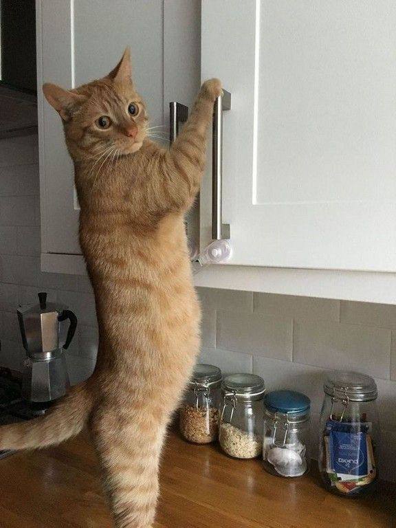 Питомцы в интерьере для вашего хорошего настроения Please open Telegram to view this post VIEW IN TELEGRAM - изображение 5 - telegram, view, питомцы