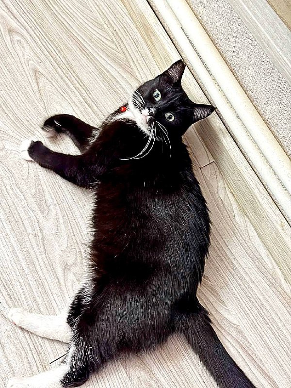 Подарите дом Юми — нежной и самостоятельной кошечке 💚