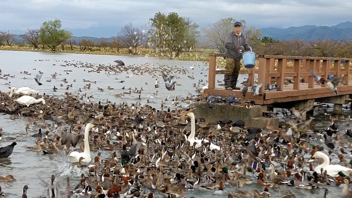 新潟水原瓢湖賞鳥
